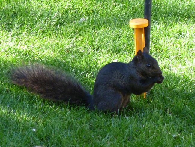 What colour is this dres..squirrel? Hamilton, ON