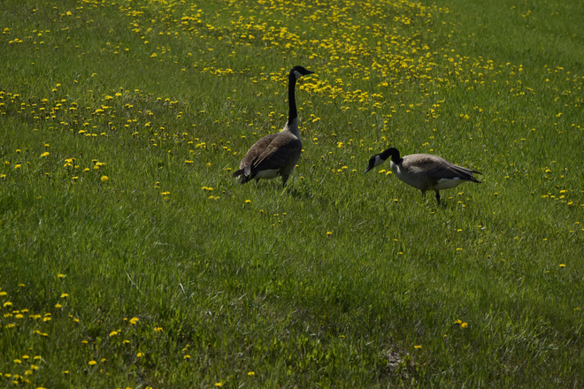 A local pair of Canada geese among the dandelions Winnipeg, MB