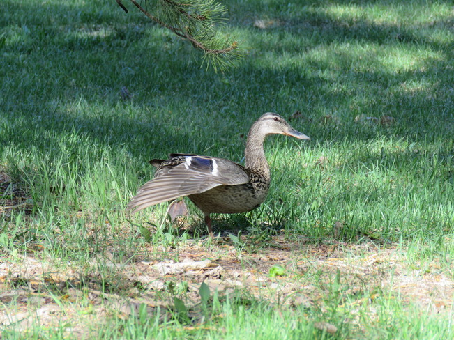 ducks Sherwood Park, AB