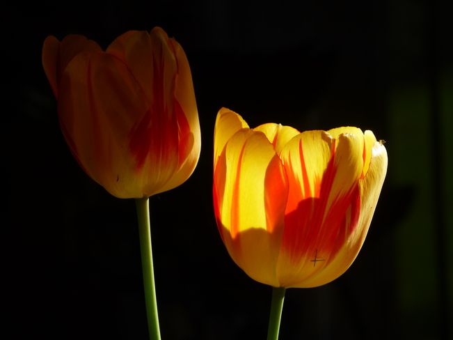 Soleil sur tulipe 