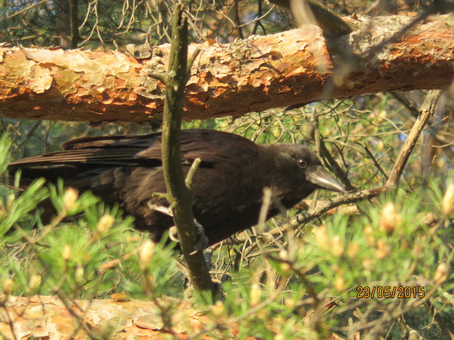 a Crow Aurora, ON