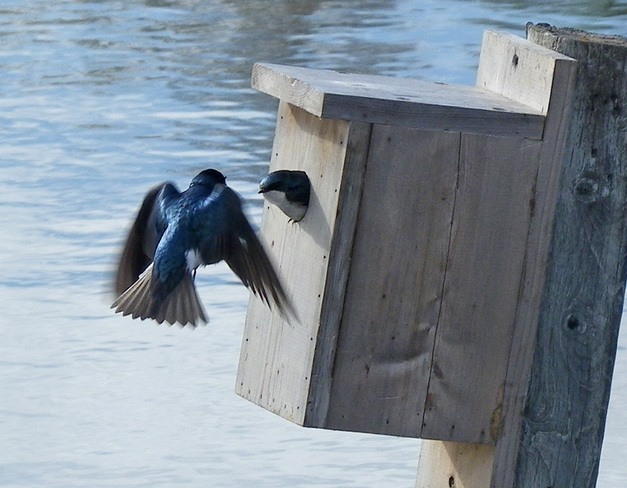 Nesting Tree Swallows Waterfowl Park in Sackville, NB