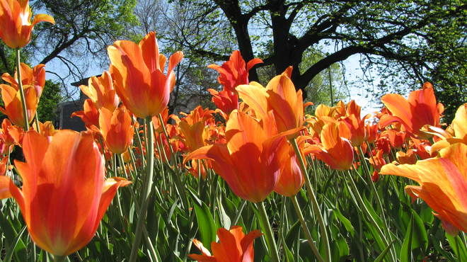 Tulipes sous le soleil Ottawa, ON