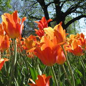 Tulipes sous le soleil