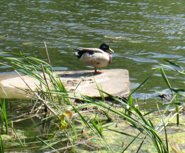 Duck basking in the sun :) Angrignon Park, Montreal, QC