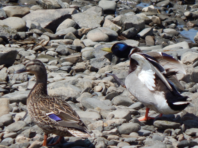 Female & male Mallards on the beach. Atholville, NB