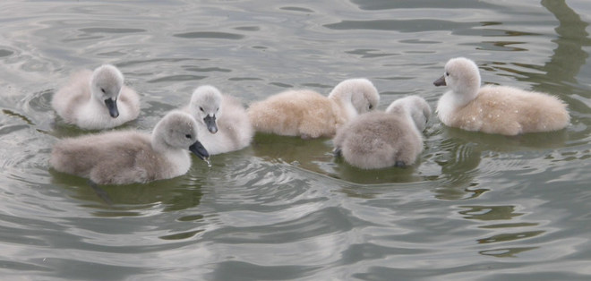 Just hatched cygnets and first time in water the next day. Hamilton, ON