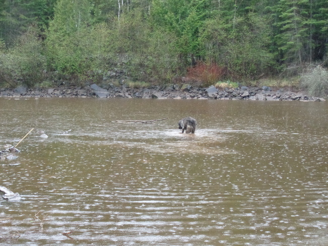 River Dog Thunder Bay, ON