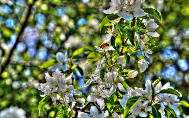 Ornamental Flowering Trees - Okotoks Okotoks, AB