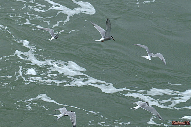 Oiseaux qui suivent les bateaux ... Zeebruges, Bruges, Belgique