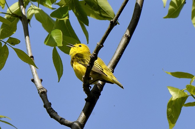 Yellow Warbler Kingston, ON