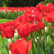 Les tulipes, Ottawa