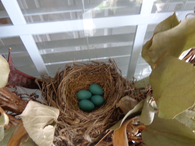 front door nest strathroy ontario