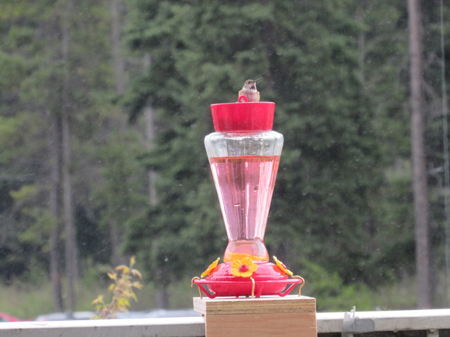 Hummingbird Sparwood, BC