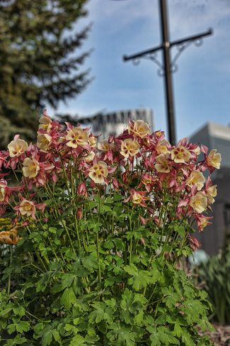 Columbine flowers. Eau Claire, Calgary, AB