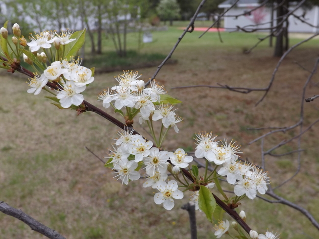 tree buds and flowering plants are way behind Thunder Bay, ON