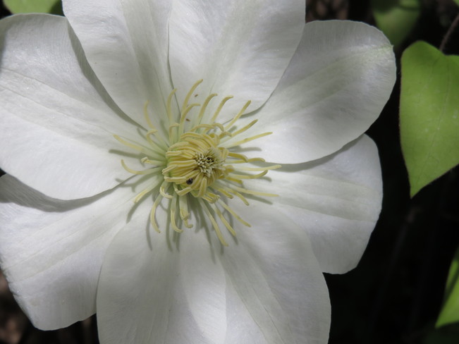 Lovely Blossom Pickering, ON
