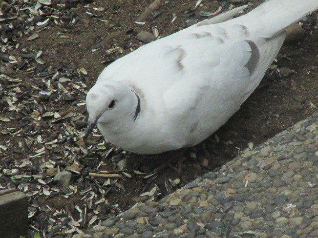 albino ring-neck dove Surrey, BC