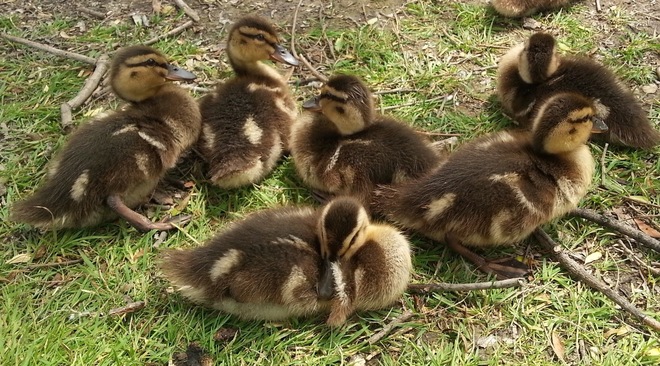DUCKLINGS Newmarket, ON