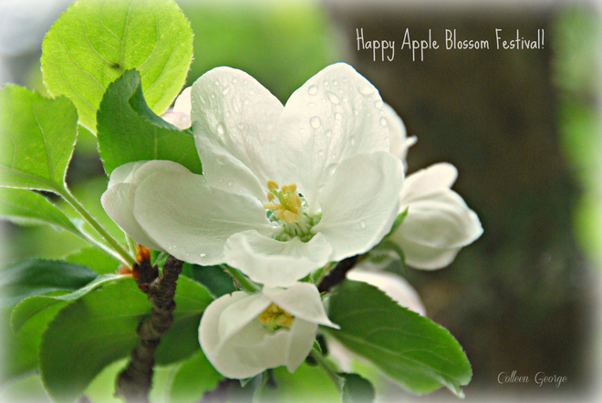 Happy Apple Blossom Festival! Centreville, NS