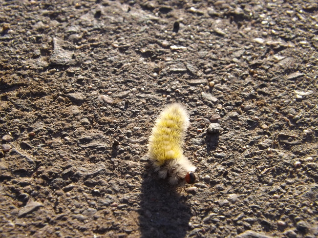 caterpillar Thunder Bay, ON