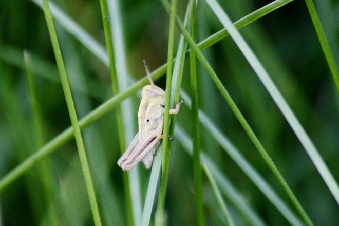 Baby grasshopper ;-0 Scarborough, Toronto, ON