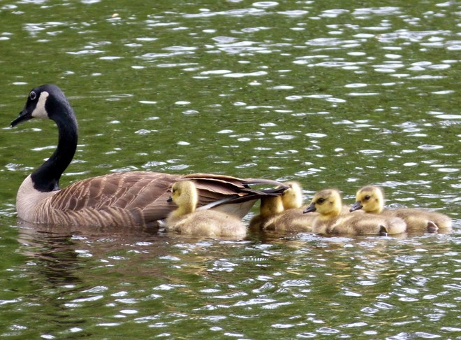Goose family time Orleans, Ontario