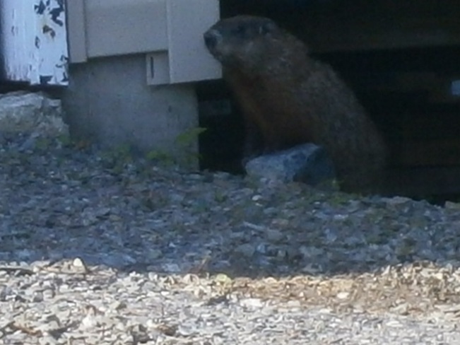 Groundhog in the city limits Timmins, ON