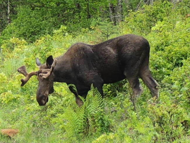 A Spring Bull Moose Algonquin Park, ON