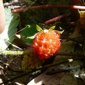 1Ã¨res fraises sauvages sur mon patio