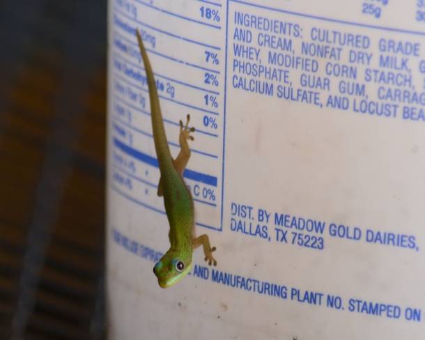Little Gecko, Big World Hawi, HI, United States