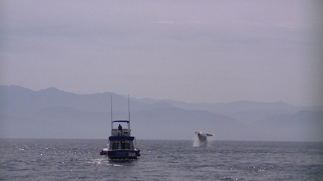 Breaching humpback Bay of Banderas, Mexico