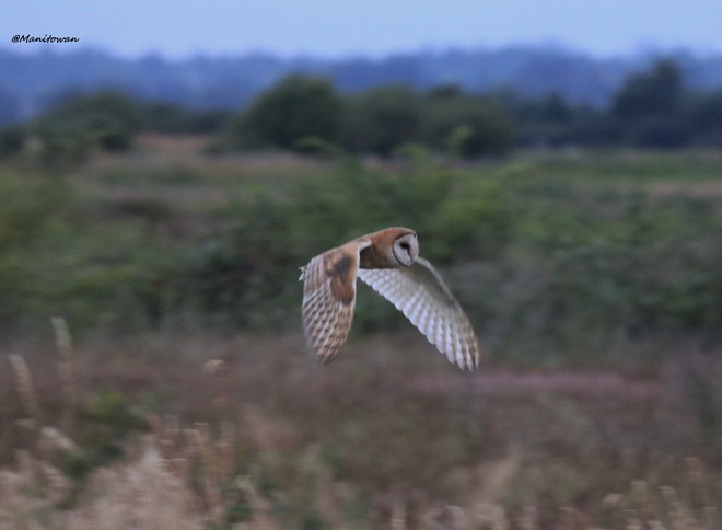 Barn Owls Untamed Wings Fly Over Boundary Bay Nightskies Boundary Bay, Delta, BC
