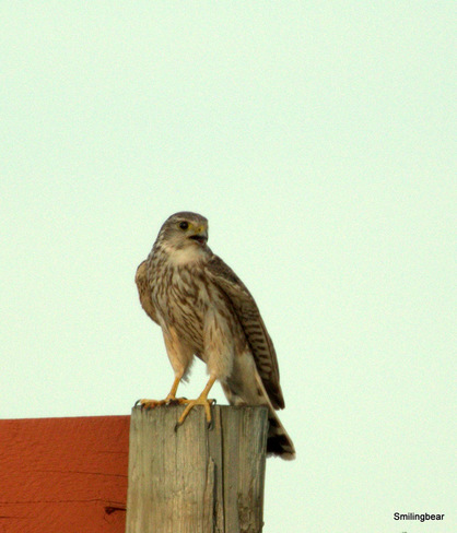 A young hawk.. Prairie Oasis Park near Sheerness , Alberta