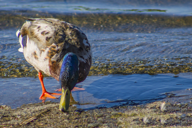 Les oiseaux du lac Osisko Lac Osisko, Rouyn-Noranda, QC