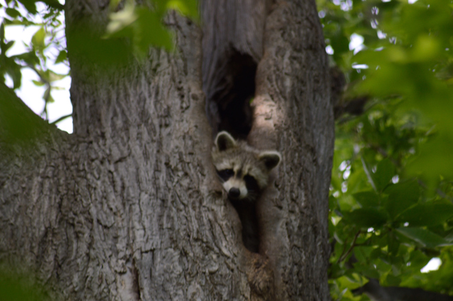 Baby Raccoon Ottawa ON