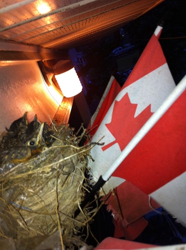 Canada Day for the birds! Sydenham, Ontario Canada