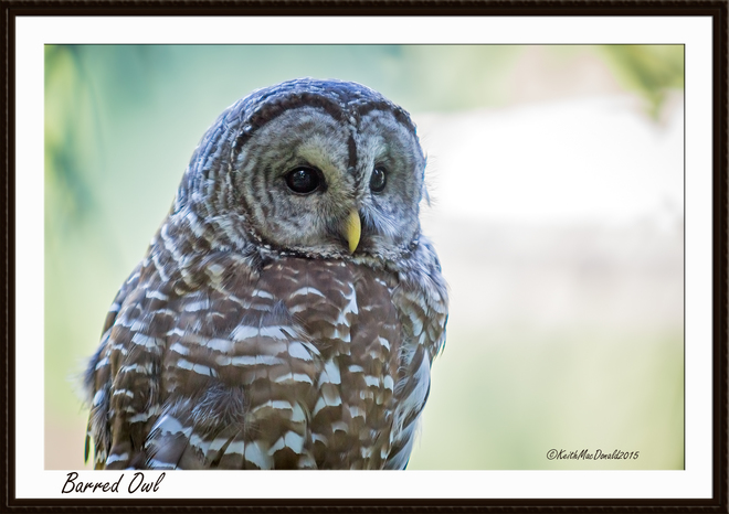 Barred Owls Nanaimo, BC