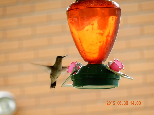 mon petit colibri Saint-Bruno-de-Montarville, QC J3V, Canada