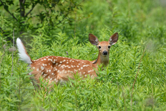 Young fawn North Bay, ON