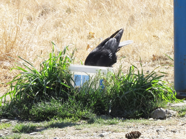 Thirsty Raven! Neck Point Park, Nanaimo, BC
