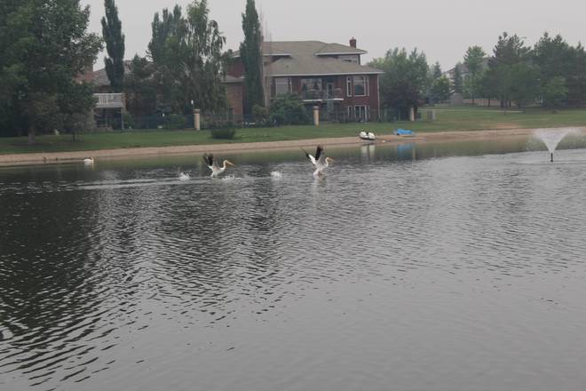 Pelicans at Briarwood Pond Saskatoon, SK