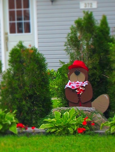 What's Canada Day with out one of it's National Emblems "Beaver" Orillia, ON