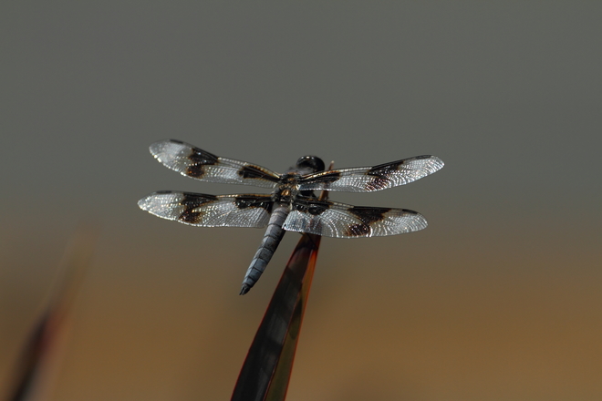 Dragonflies (3rd set) 1209 Pinetree Way, Coquitlam, BC V3B 7Y3, Canada