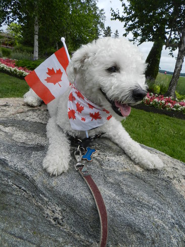 Canadian Doggie Barrie, ON