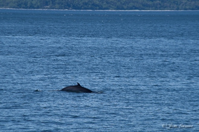 Baleine Rivière-du-Loup, QC