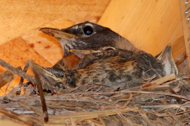 Full nest Saskatchewan
