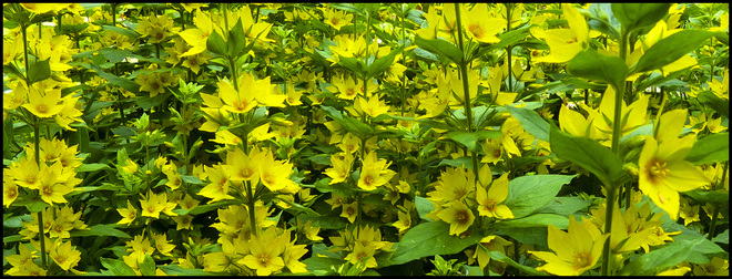 Yellow flowers, Elliot Lake. Elliot Lake, ON