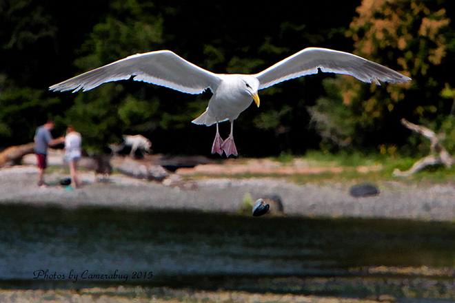 A Gull and a Gooeyduck Colwood, BC