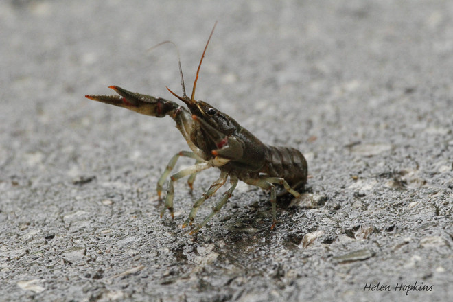 Crayfish (aka crawfish) Brampton, ON